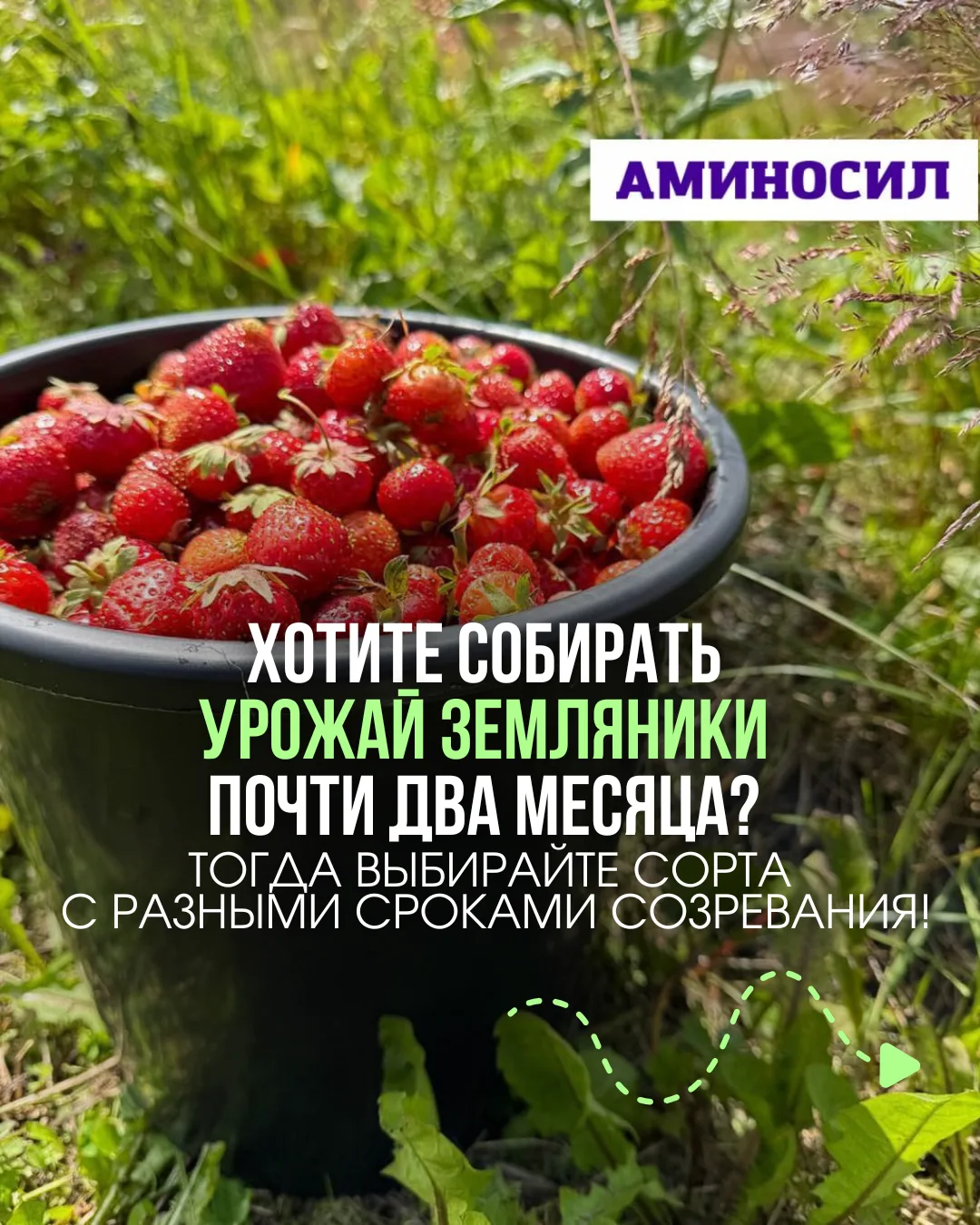 🍓 Хотите собирать урожай земляники почти два месяца? Тогда выбирайте сорта с разными с...