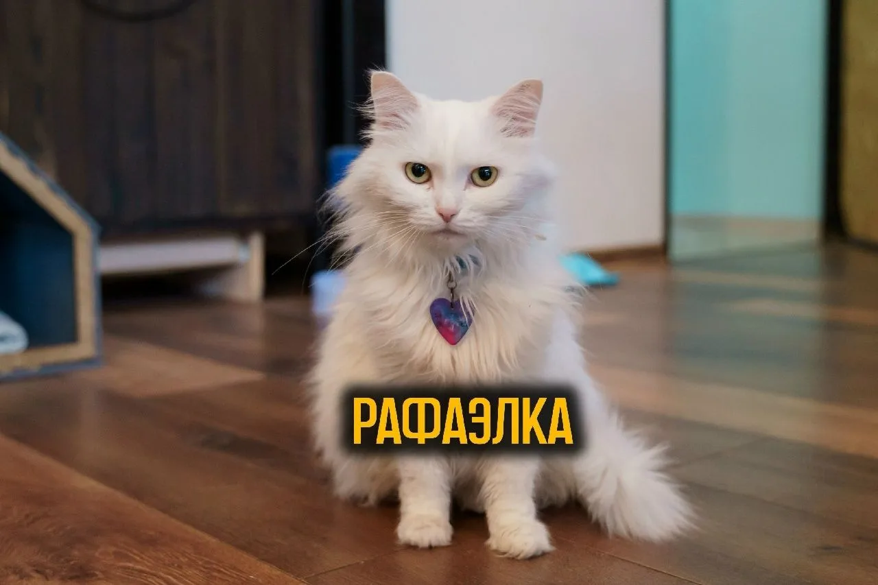 Рафаэлка🧡