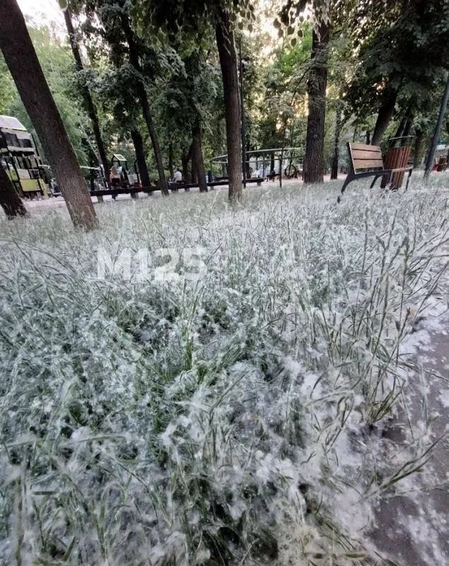 🕷 Из-за тополиного пуха московские парки превратились в декорации к фильму ужасов про пауков. 
 
По