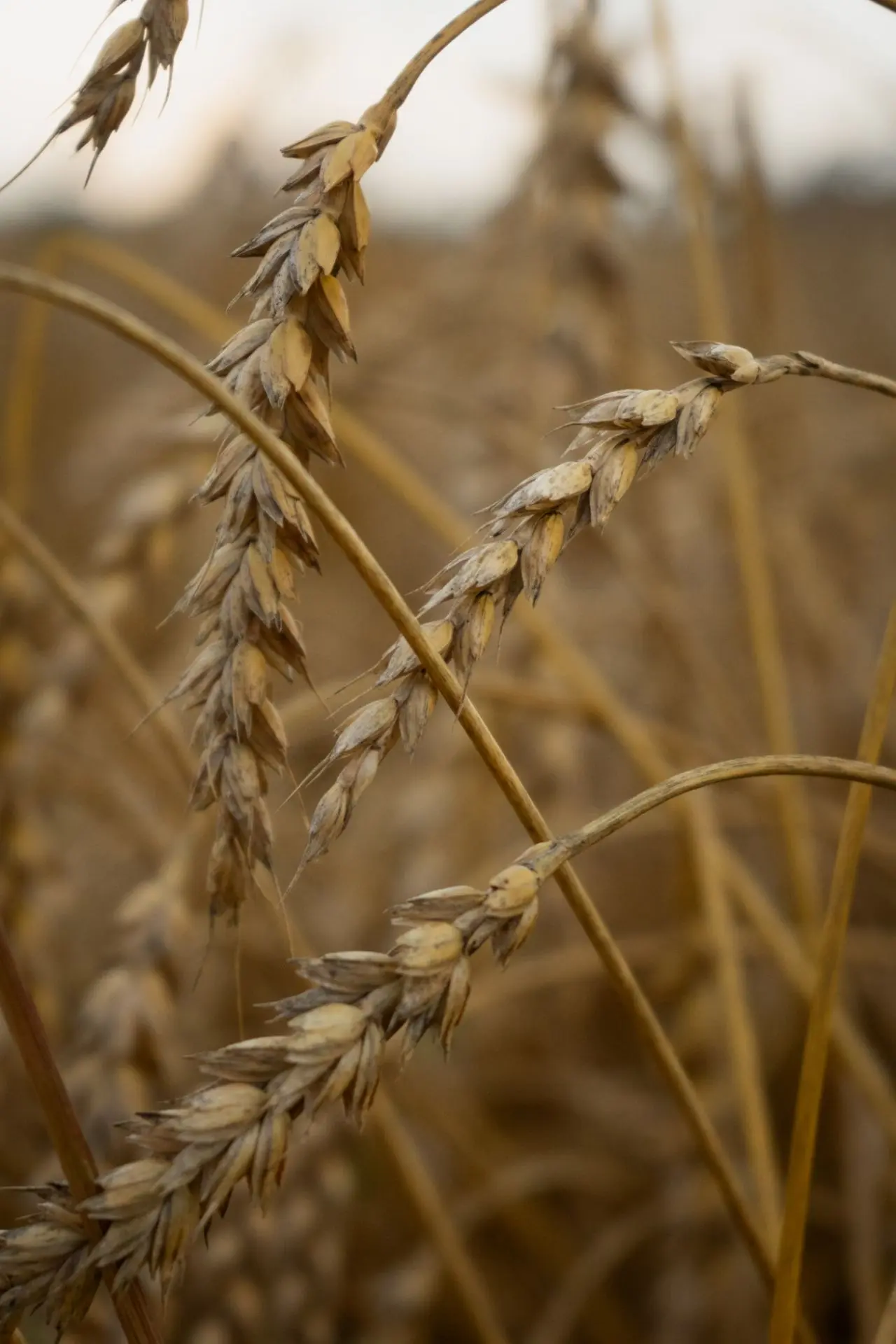В кадре колосья пшеницы. 🌾