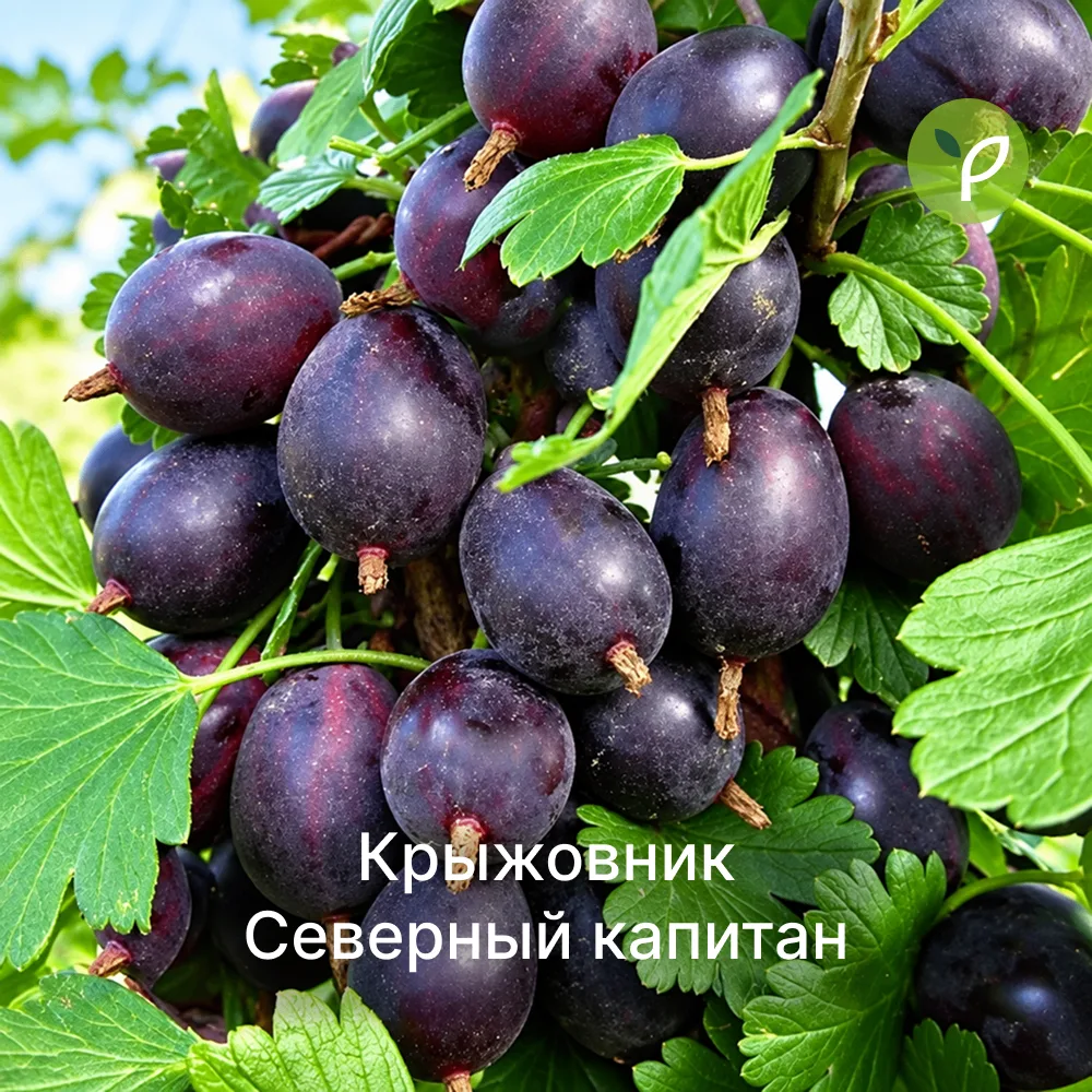 🔥 СВЕЖЕЕ ПОСТУПЛЕНИЕ ПЛОДОВЫХ!