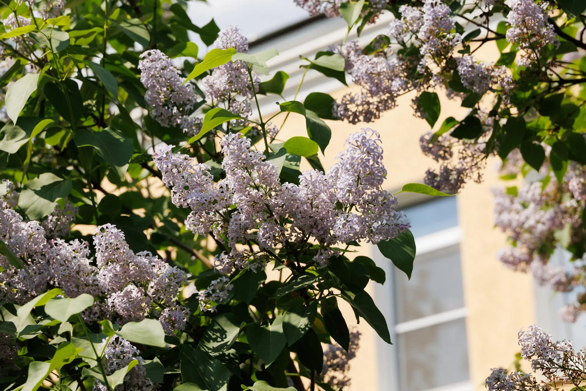 Майский Юрьев 🌸