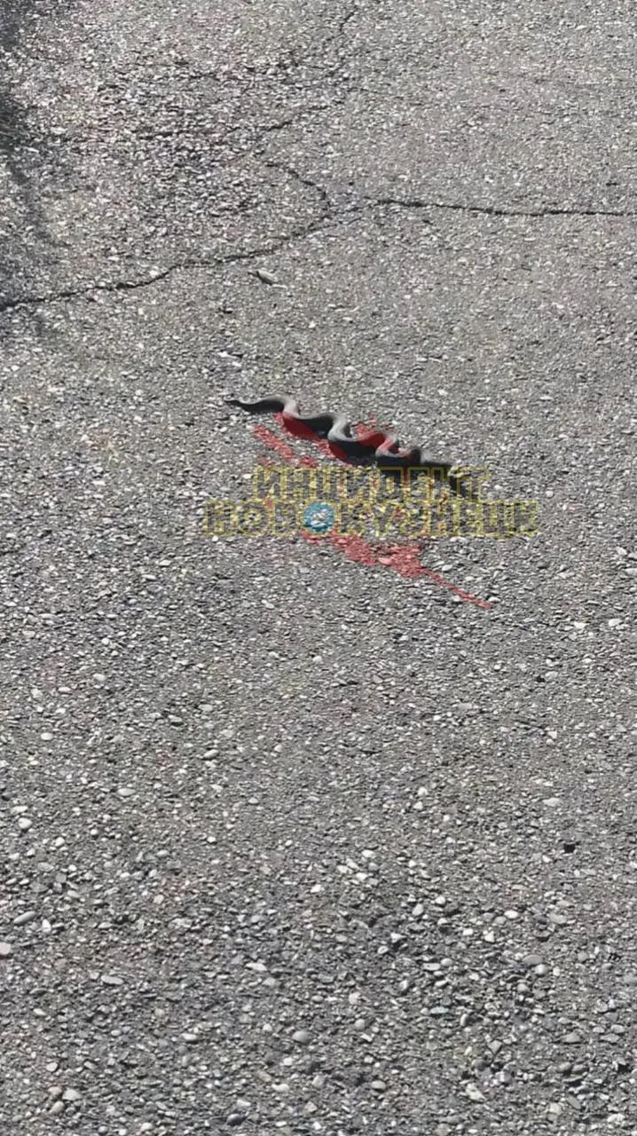 🐍 Змеи, в том числе гадюки, появились возле школы в Новокузнецке