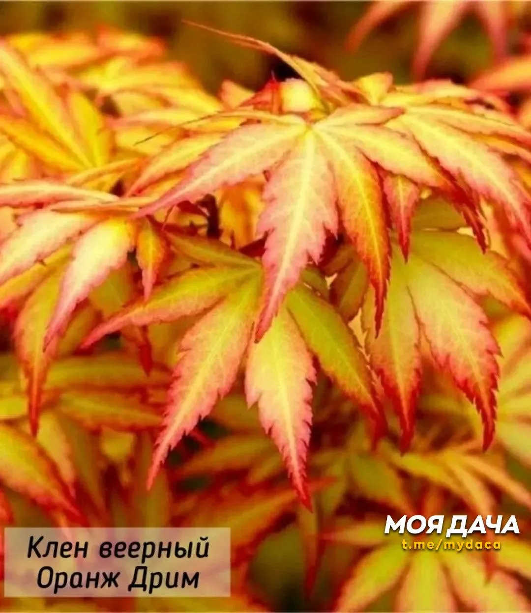 Клён веерный 🍁  Изящное дерево или кустарник, высоко ценимое в ландшафтном дизайне за красивую форму