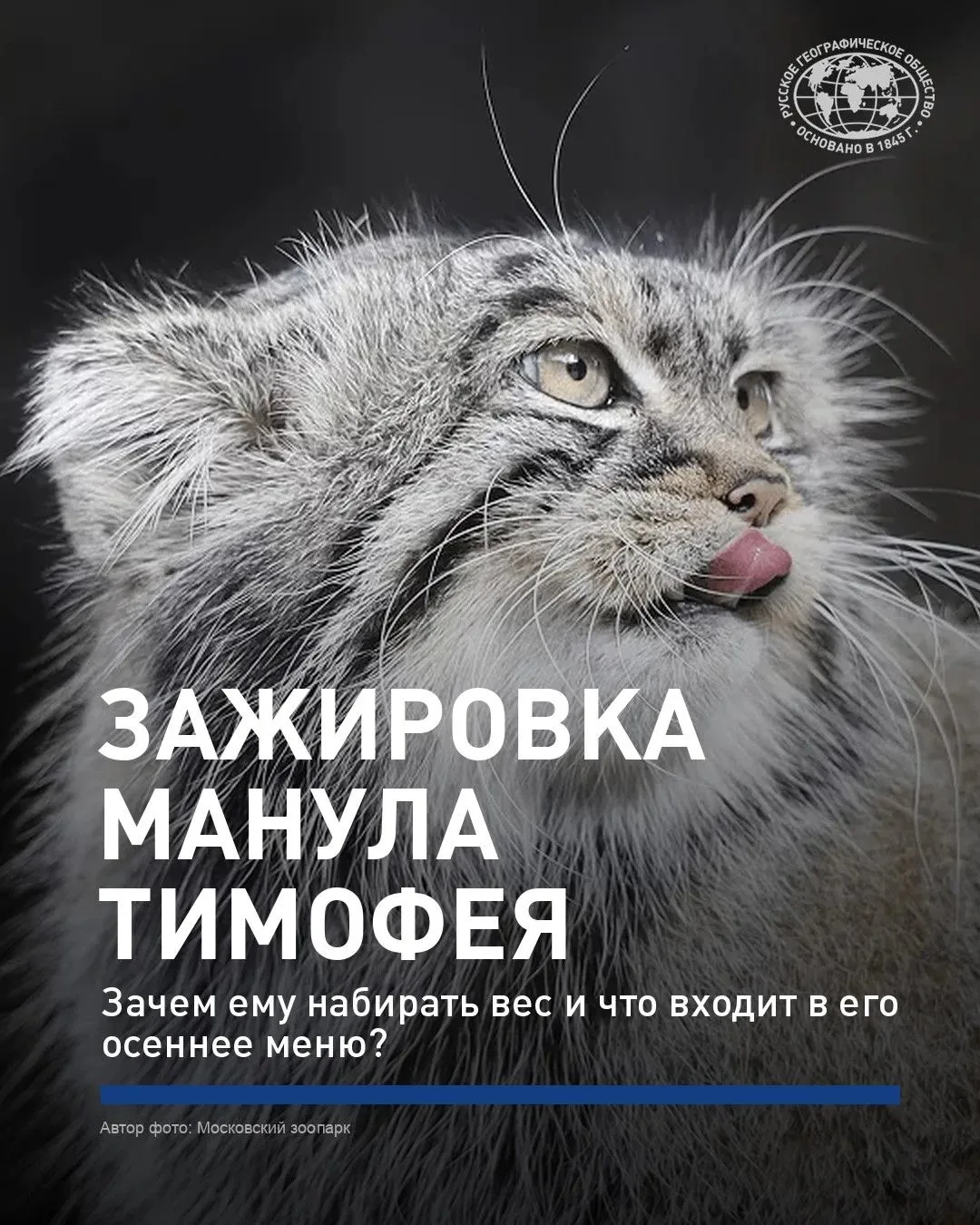 🐾 К зиме готовятся все, и манул Тимофей из Московского зоопарка не исключение