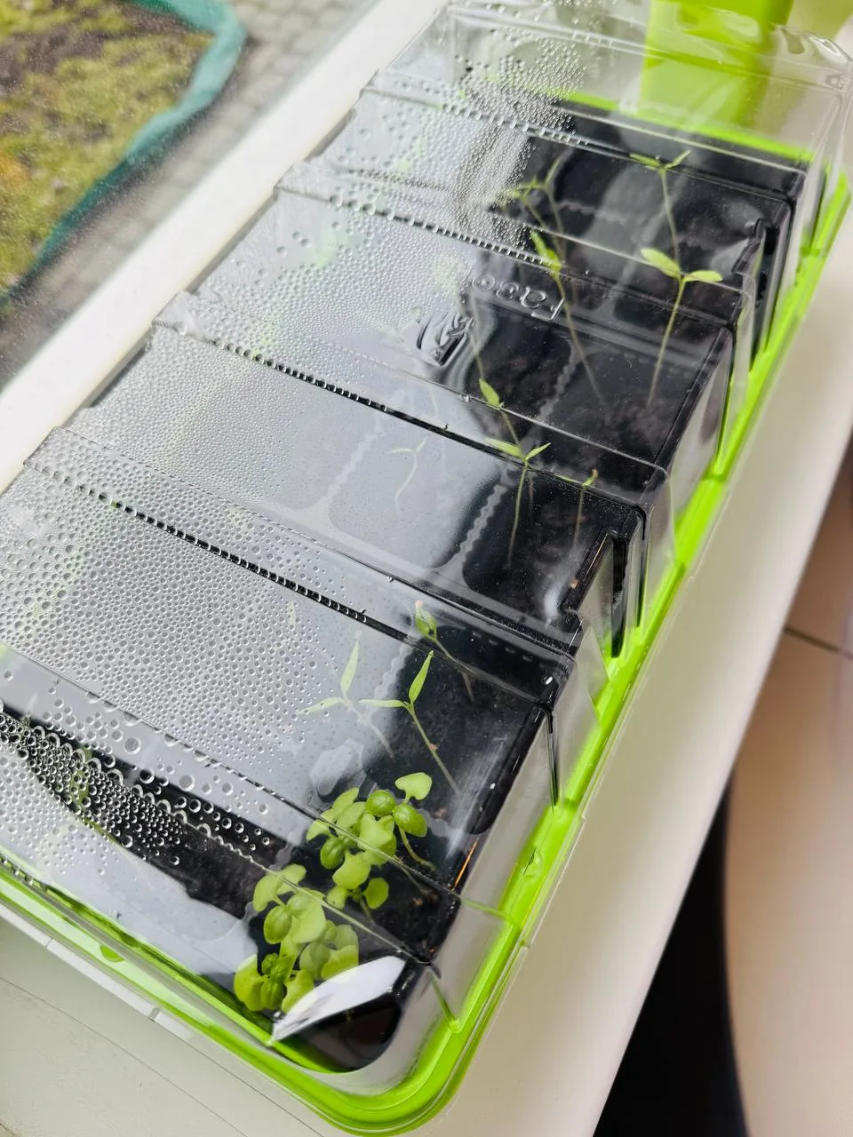 Ну что, спустя неделю в моём мини-парнике уже довольно много всходов. 🌱🌱🌱 В пустые ячейки я всё-таки
