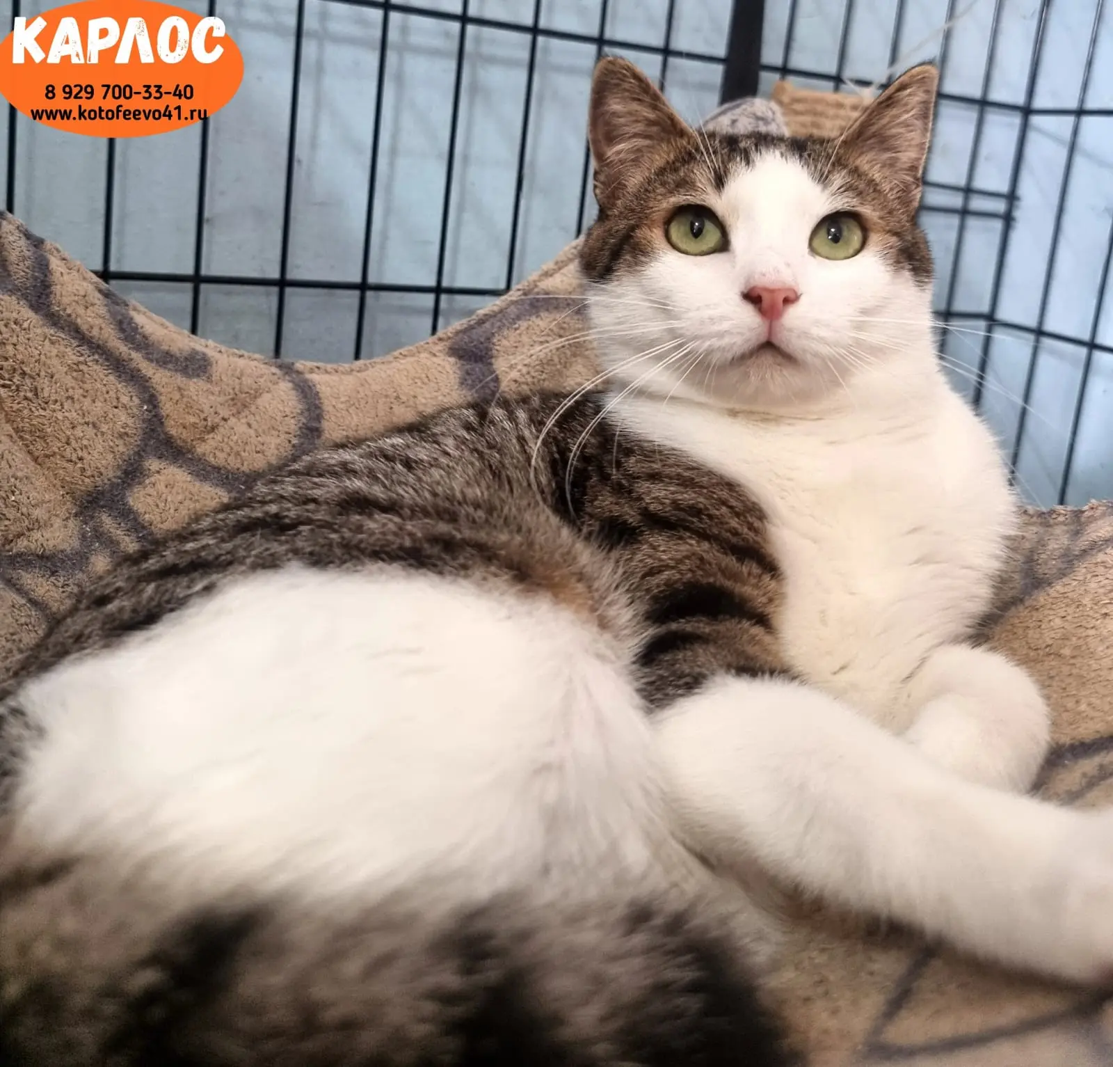 Котик *Карлос*