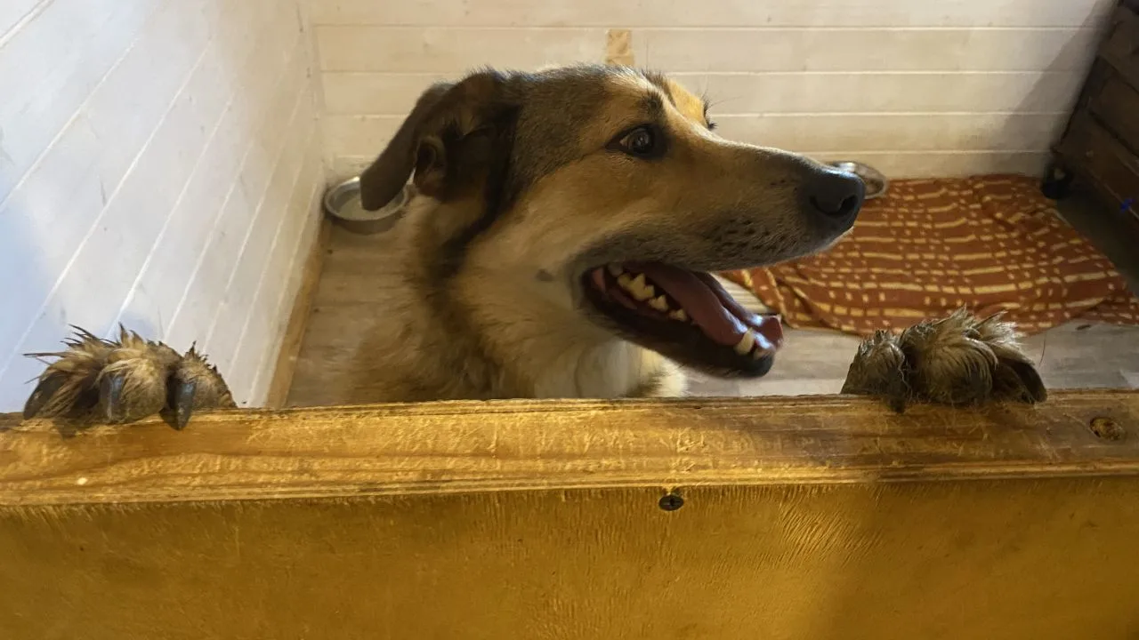 На этой неделе волонтёрский день будет не в субботу, а в воскресенье. 🐾