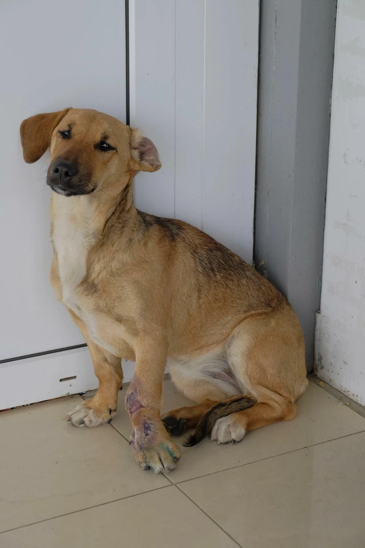 🐶 Завтра в Старонижестеблиевской будут отлавливать безнадзорных собак