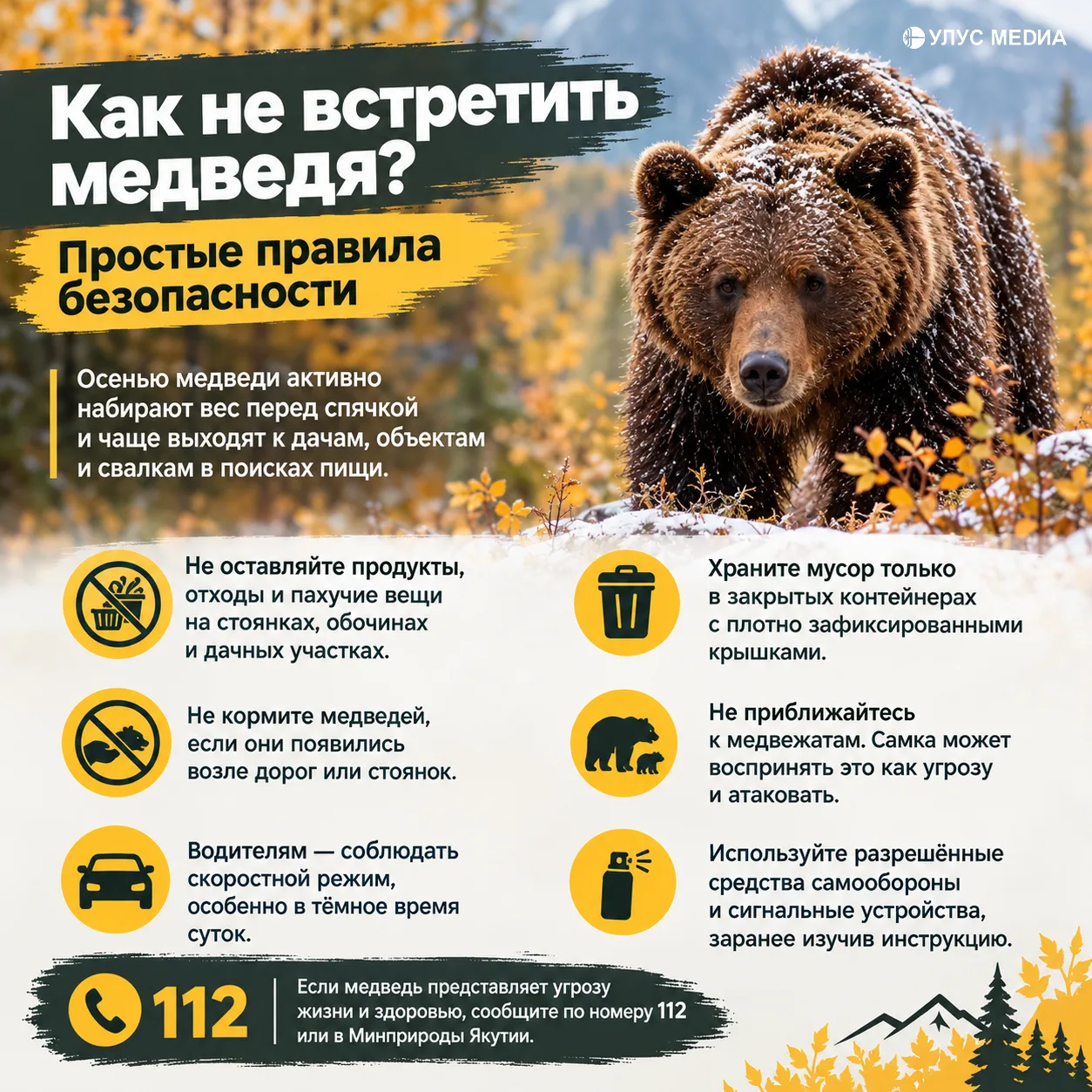 Медведи ищут пищу перед спячкой: якутян предупредили об опасности