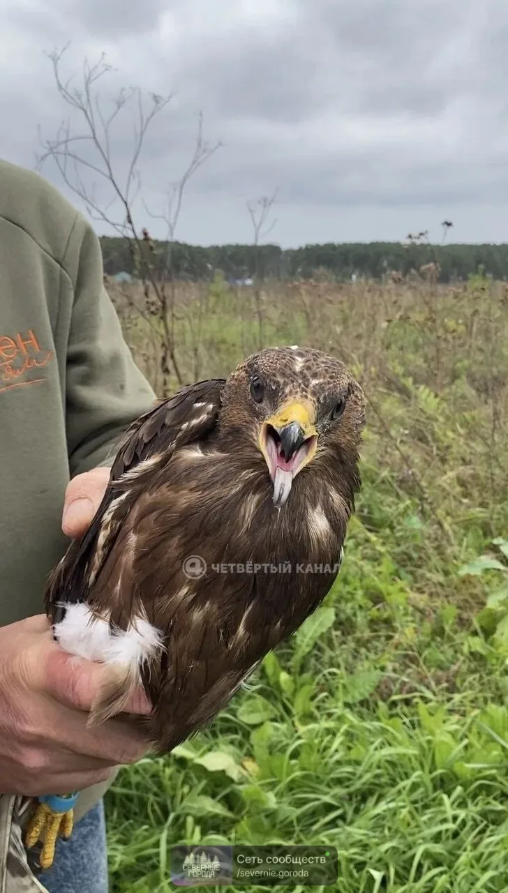 🕊 Трёх краснокнижных птиц вернули в природу