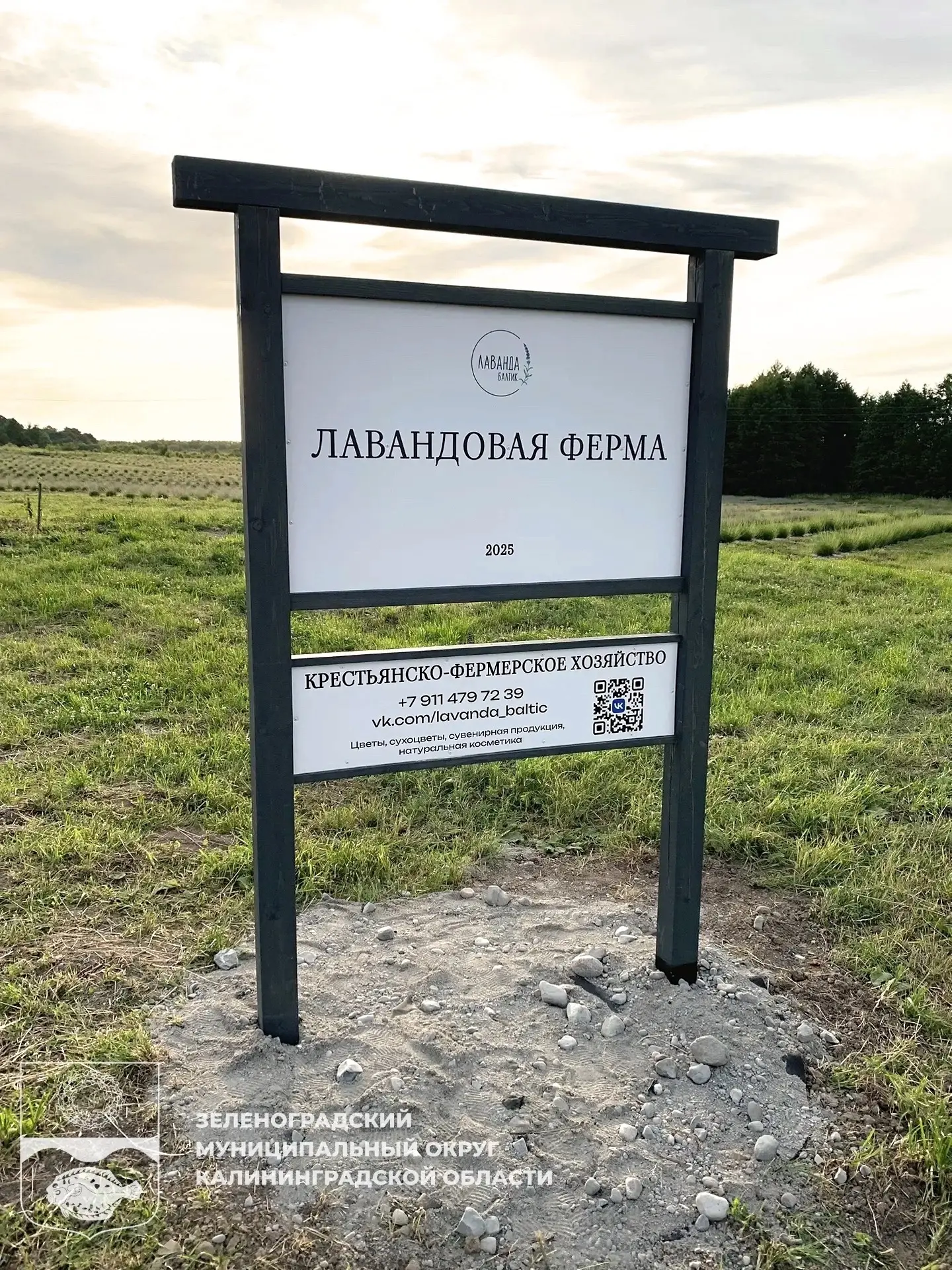 Начинается цветение самого большого поля лаванды на зеленоградском побережье

«Лаванда Балтик», кото