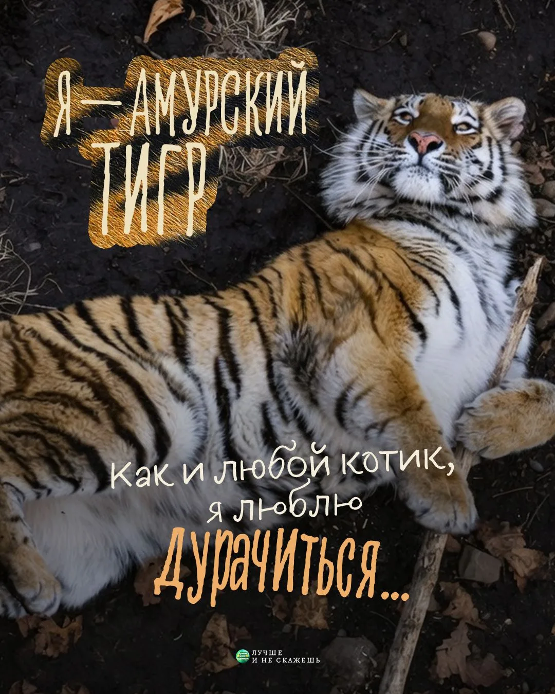 Международный день тигра отмечается сегодня

Полосатых красавцев сегодня в России живет не менее 750