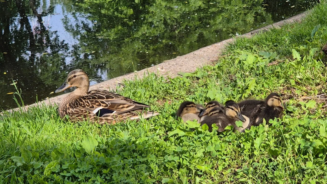 Доброе утро, Самара! 🦆

🌡 14 июня столбики термометров покажут +17...+23 °C

🌦 Синоптики прогнози
