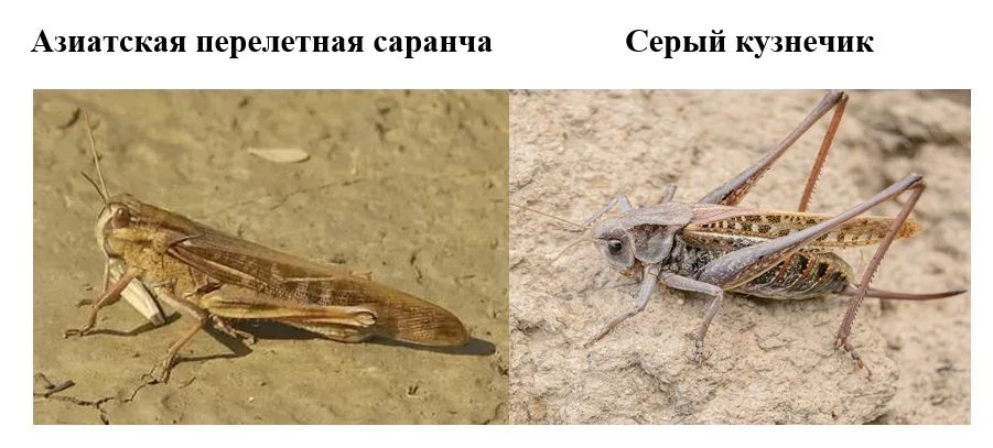 🦗 Серый кузнечик выдал себя усами: азиатской саранчи в Астраханской области нет
В минсельхозе разве