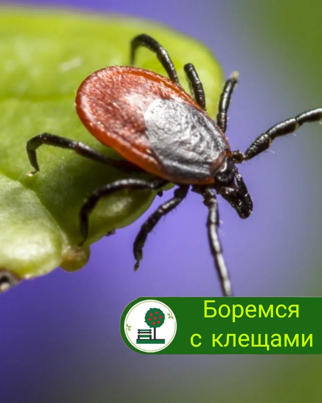 ‎Защитите свой сад и себя от непрошеных гостей! 🛡️