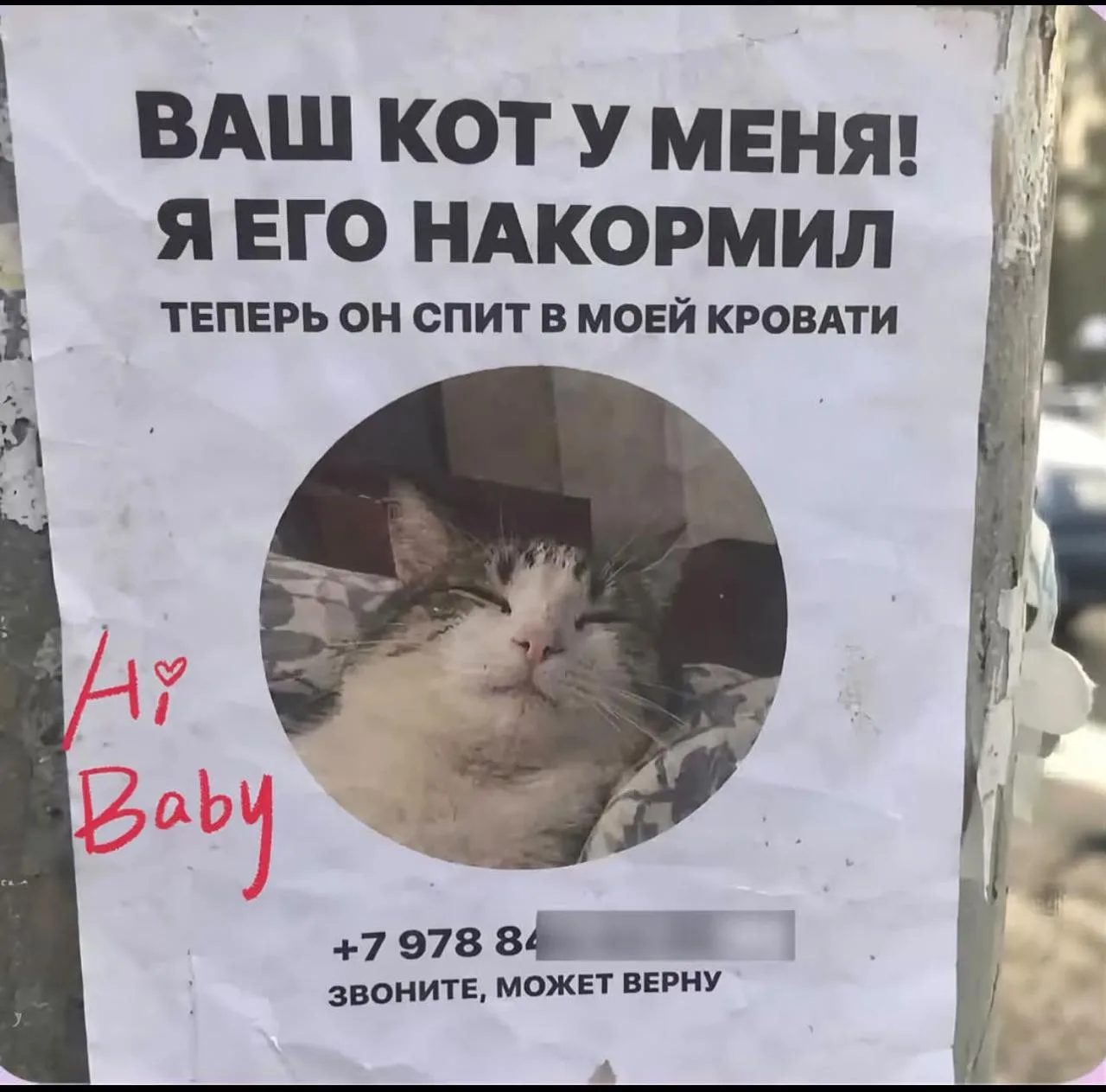 Котик ещё подумает, возвращаться ему или нет