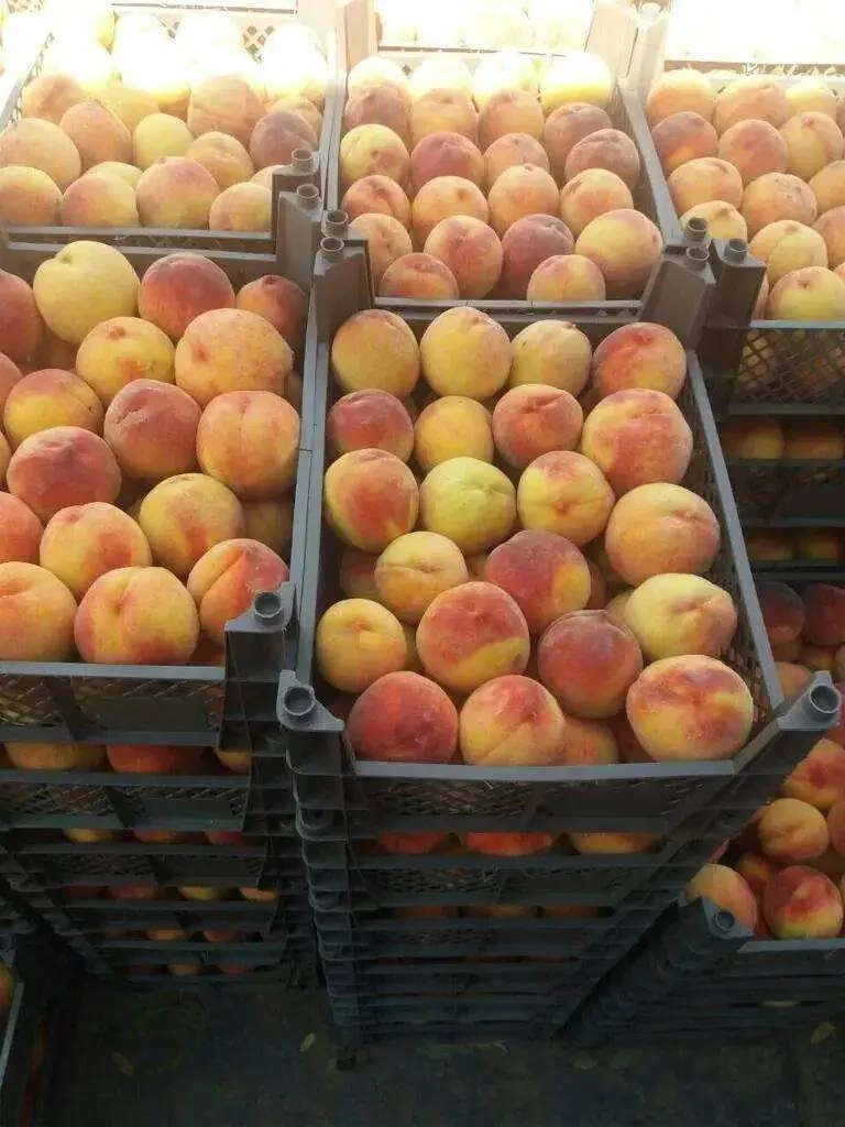 В Оренбуржье не пустили более 109 тонн зараженных фруктов из Узбекистана

С начала июня специалисты 