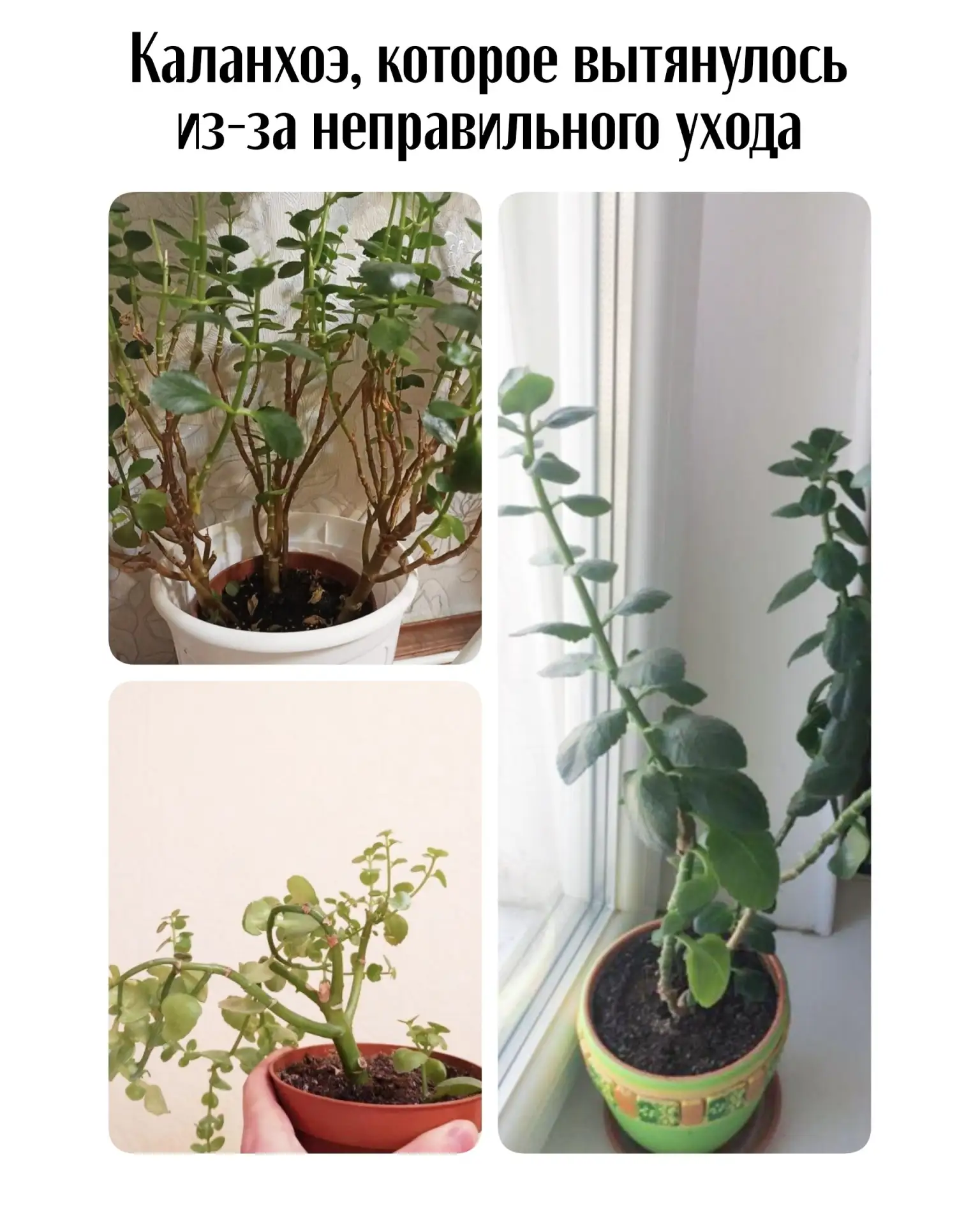 🌸Как вырастить красивое и цветущее каланхоэ