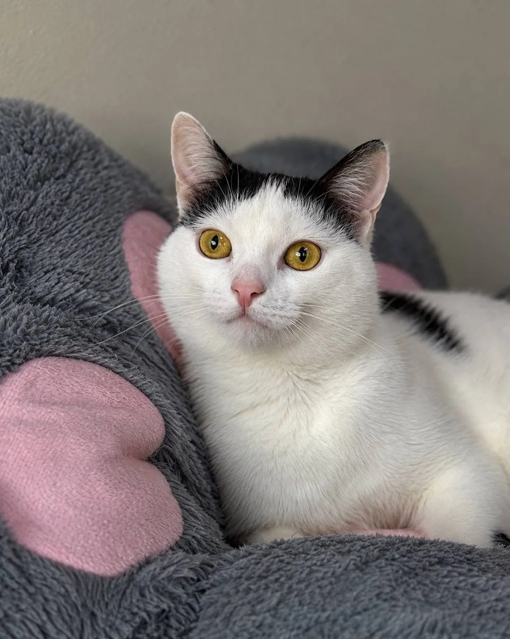💔 ВАЛЮША ОЧЕНЬ ЖДЁТ СВОЮ СЕМЬЮ🐾