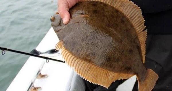 🐟В Калининградской области с 15 июня вводится запрет на вылов камбалы-тюрбо.

В Балтийском море, за