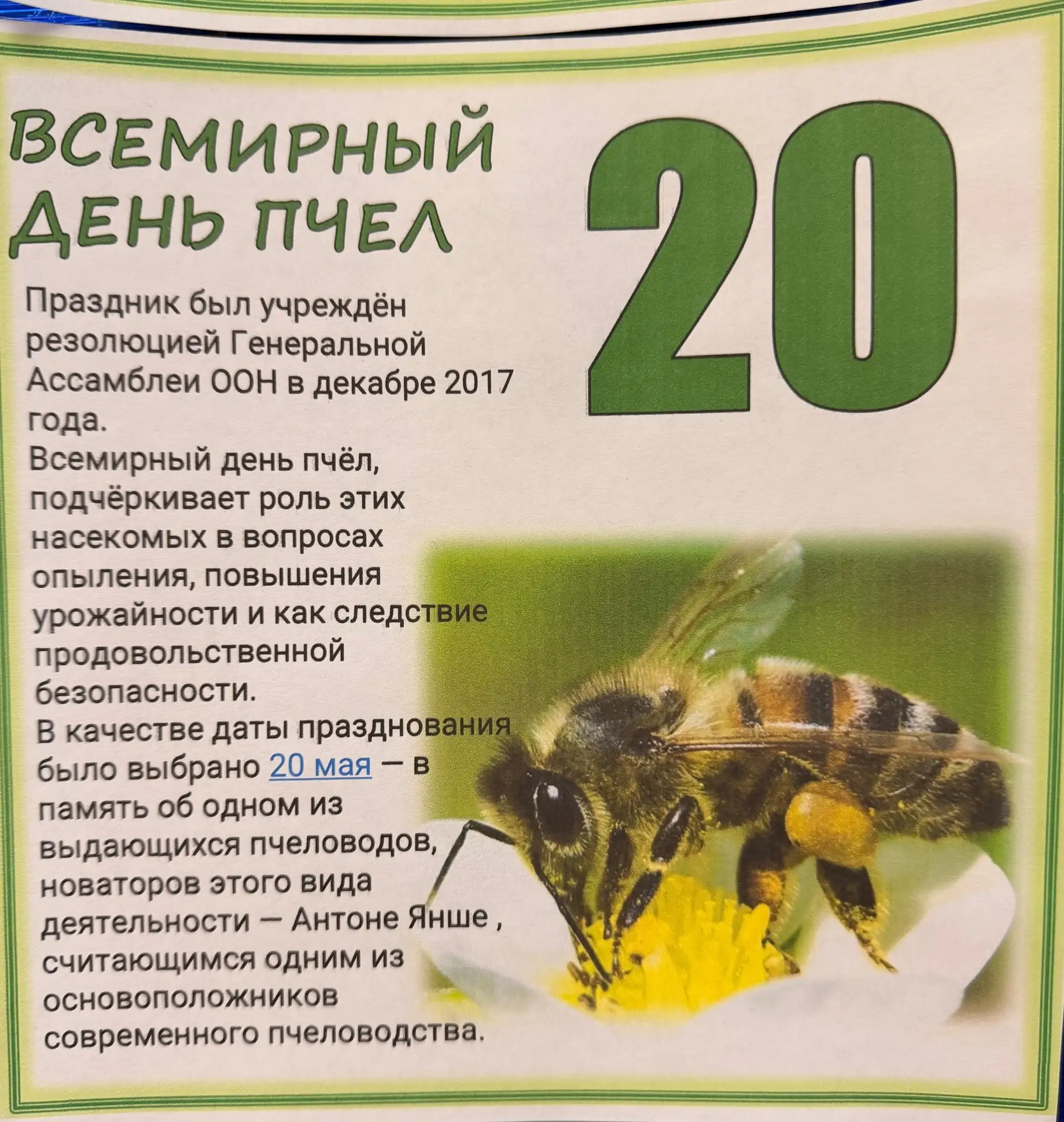🐝 20 мая — Всемирный день пчёл! 🌸