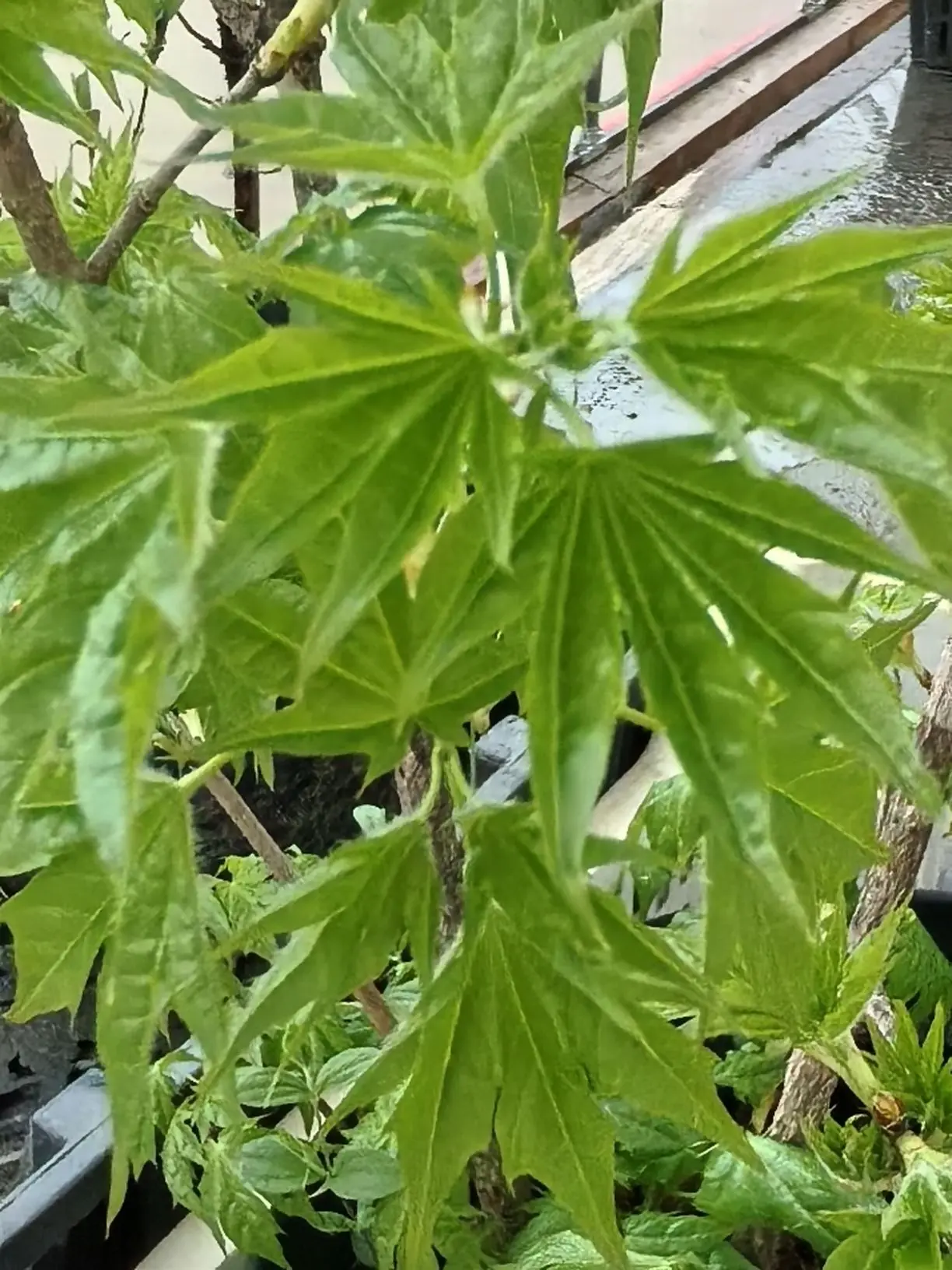 Клён дланевидный (клён веерный, лат. Acer palmatum) — вид деревьев рода Клён семейства ...