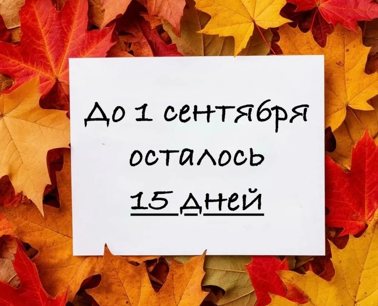 До 1 сентября осталось 15 дней