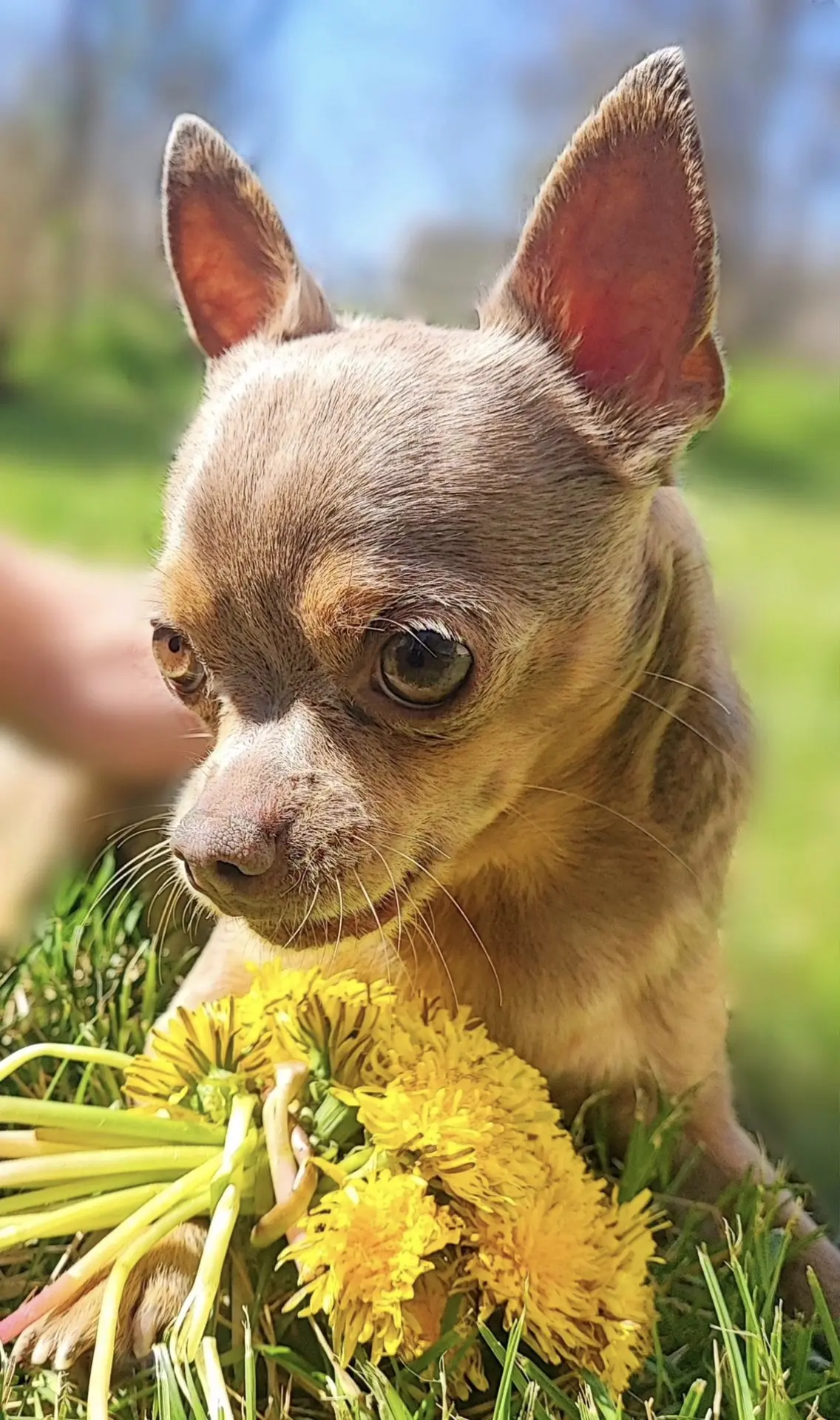 🐾🌼☀️
одуванчик ярок
сплёл из них венок 
только после руки 
я отмыть не смог