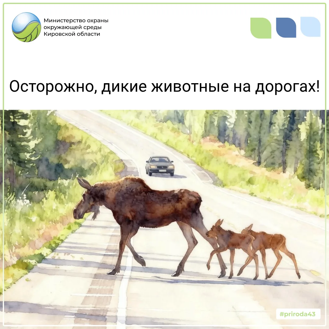 В мае на дорогах области зафиксировано 24 дорожно-транспортных происшествия, из них 22 ...