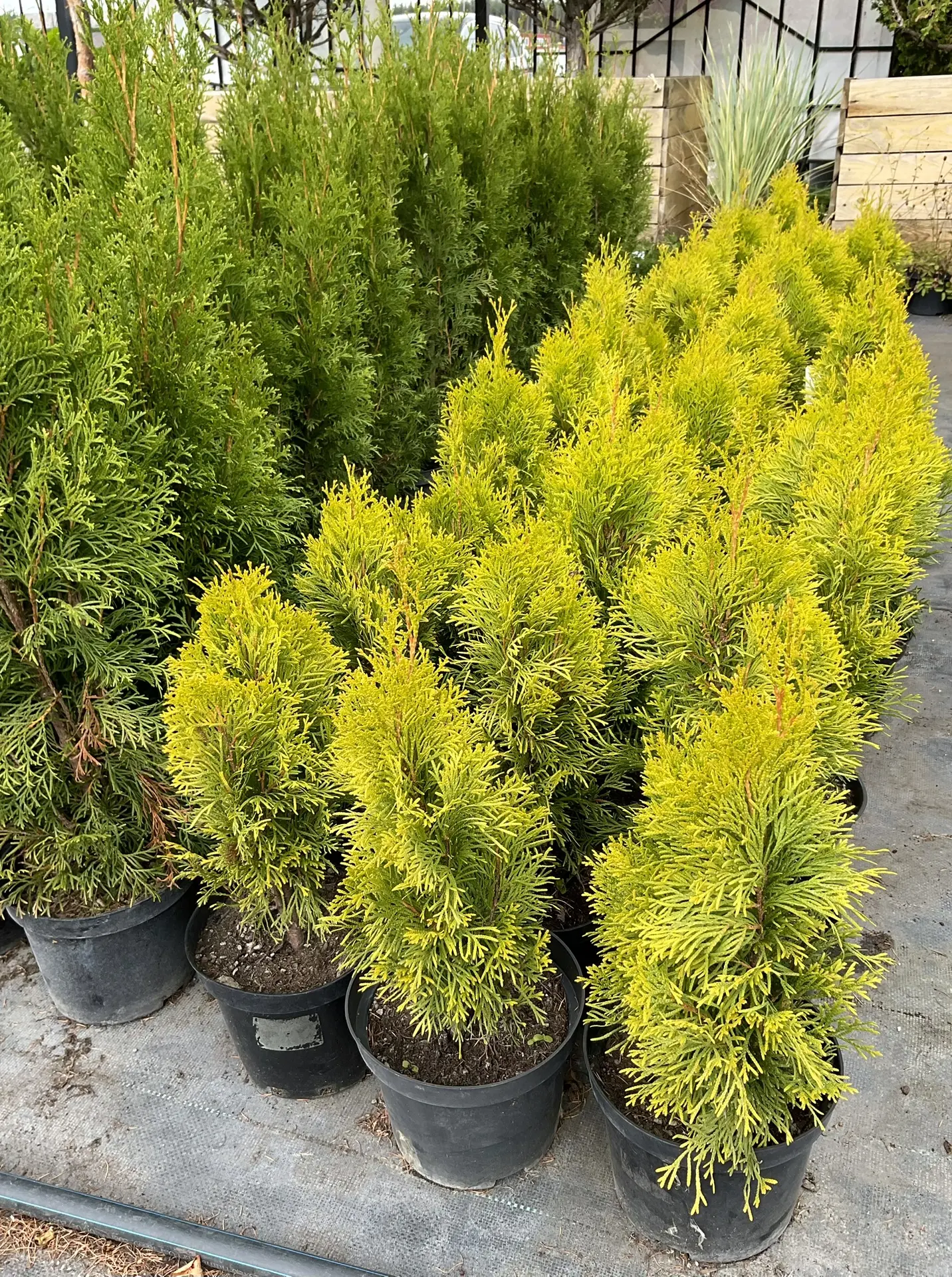 Хвойники красиво смотрятся зимой и летом!🌲 В садовом центре Изумрудный их очень много ...