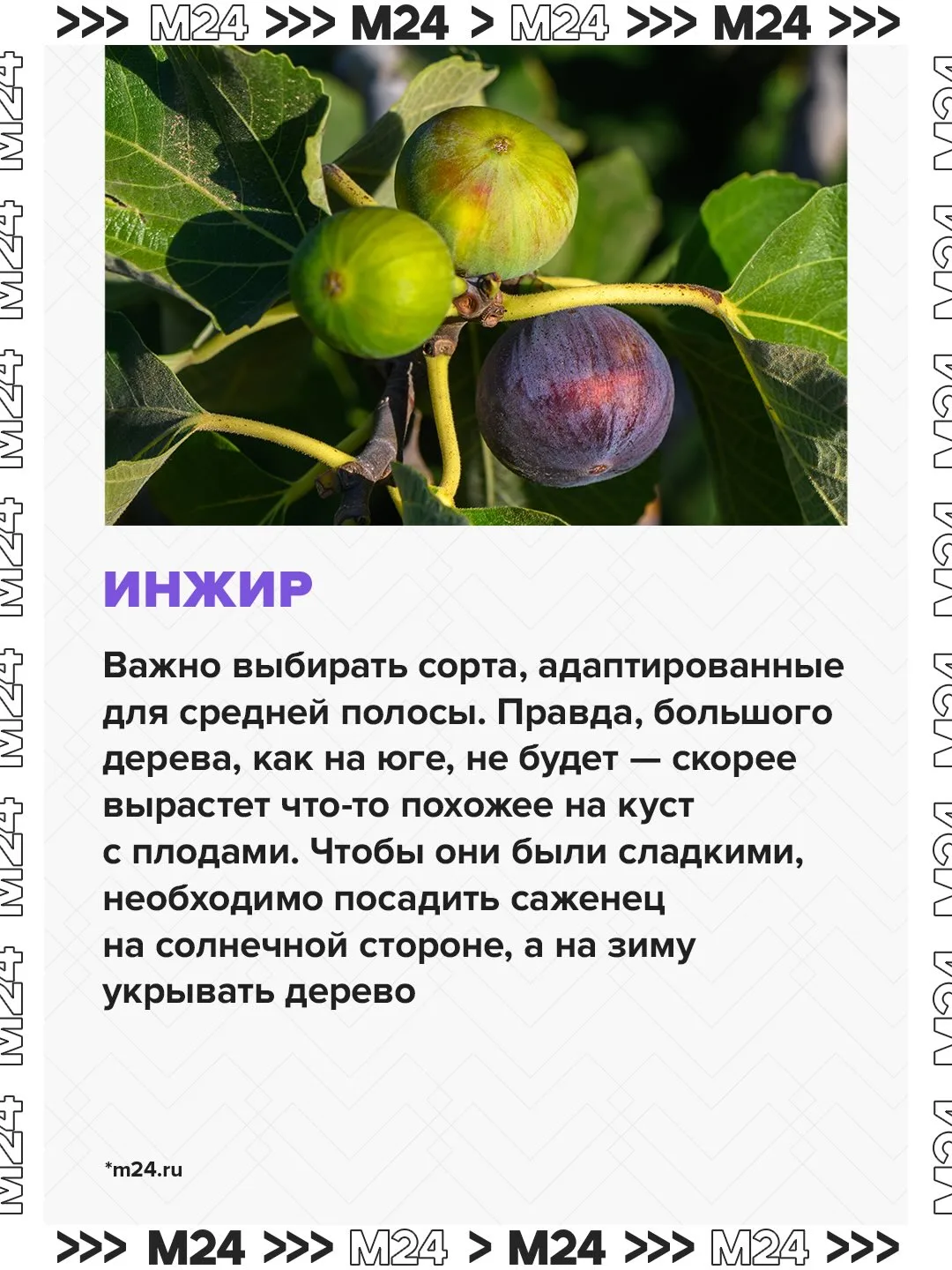 Как превратить подмосковную дачу в участок около Сочи? Высадить там инжир, миндаль и гранатную рябин