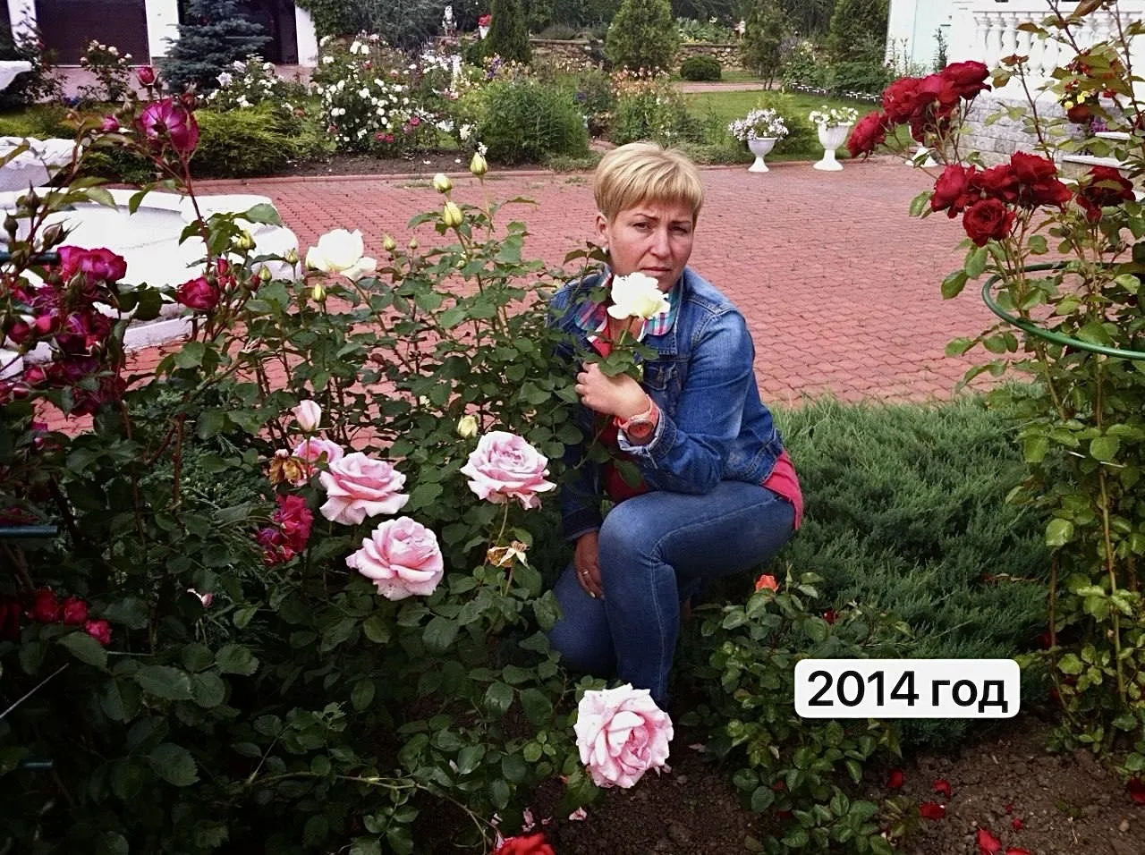 🌹 Розы в подмосковном саду.