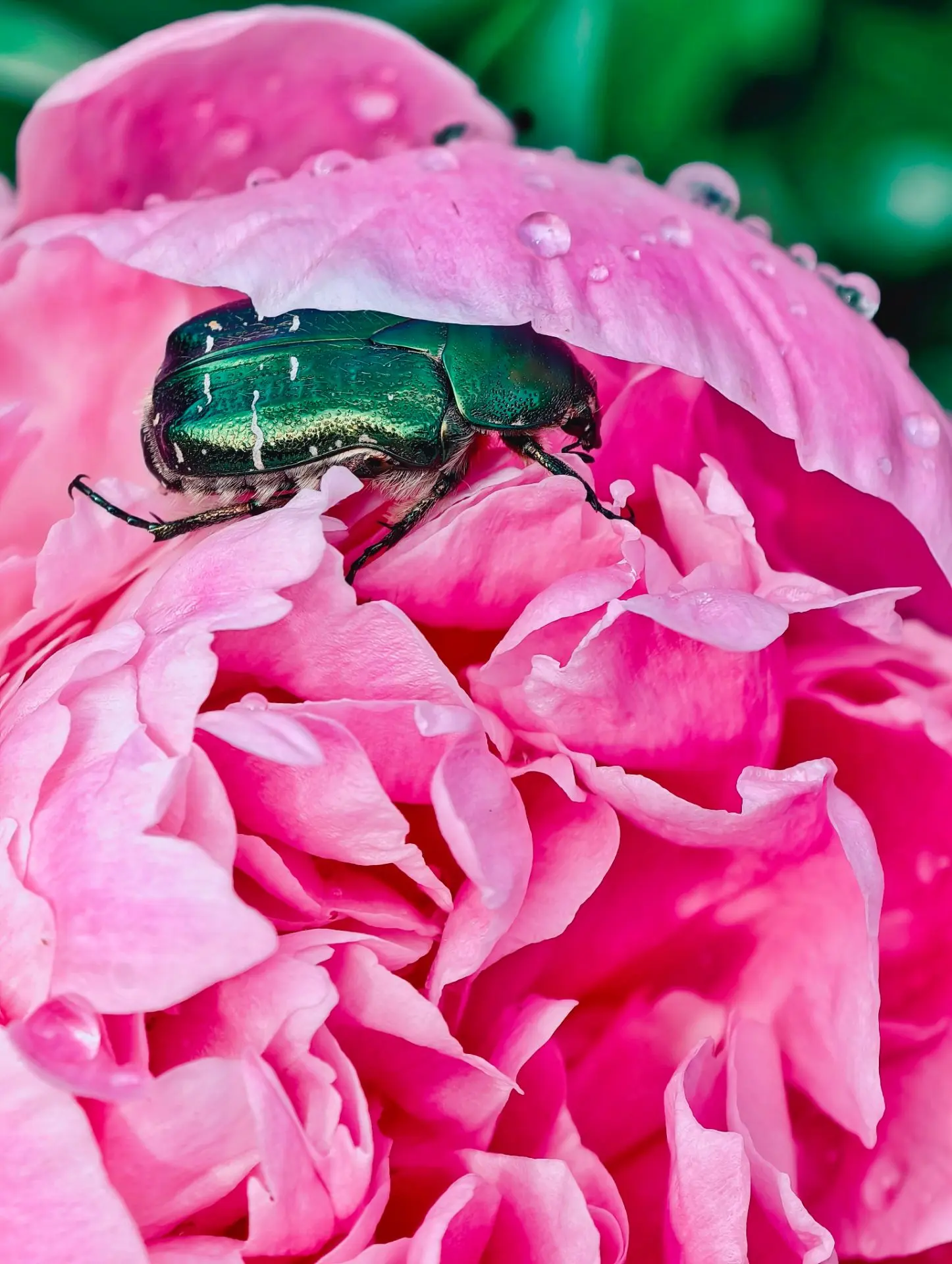 🌿 После дождя природа оживает вдвойне! ✨
На пышных пионах — капли, как бриллианты 💎, а среди лепес