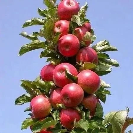 🍎 РАСПРОДАЖА! Яблоня колоновидная «Джин» - последний саженец по 1000 руб.! 🍎

Самоплодный, зимний,