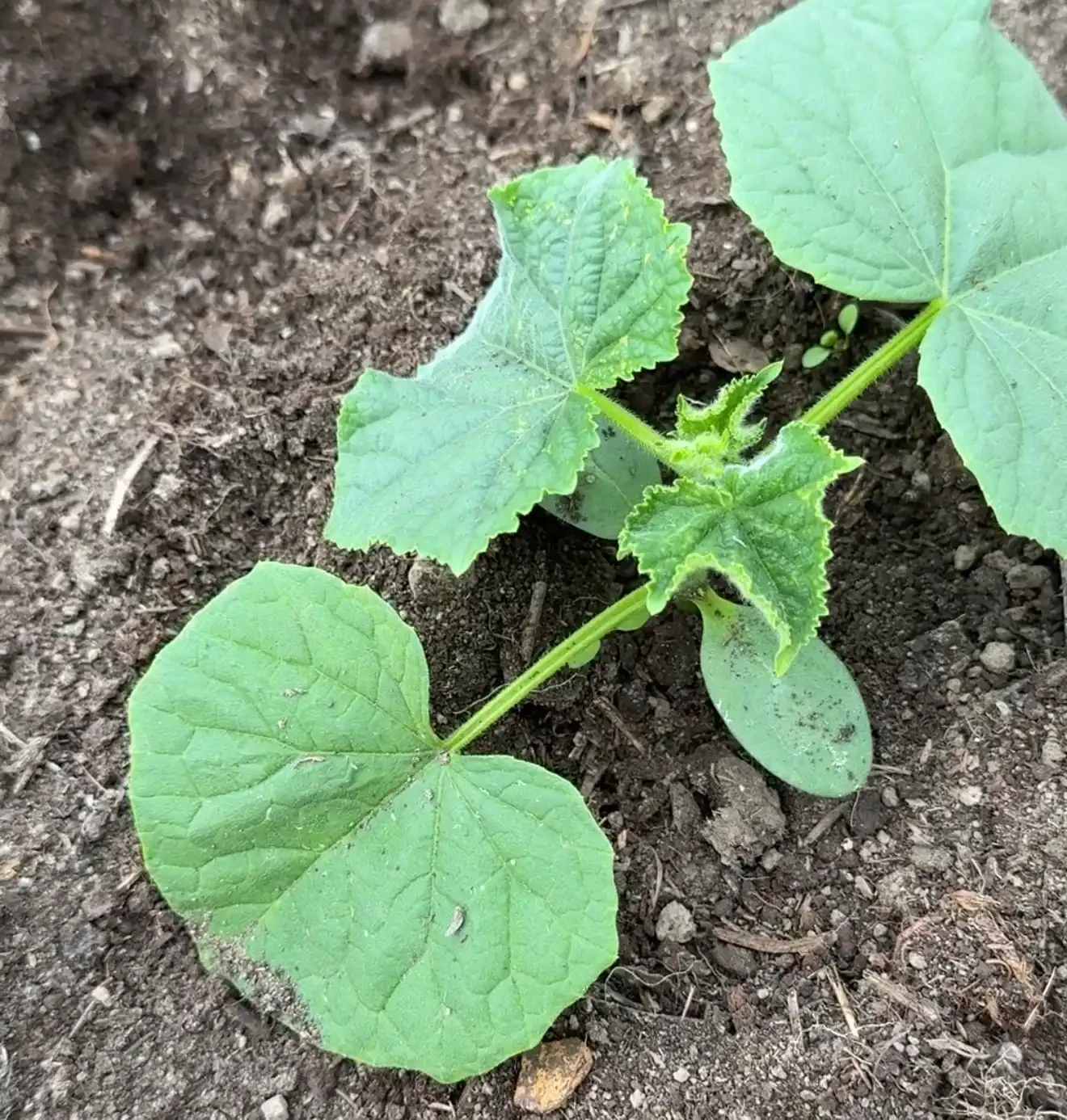 🥒 Первая и самая важная подкормка огурцов в начале июня
