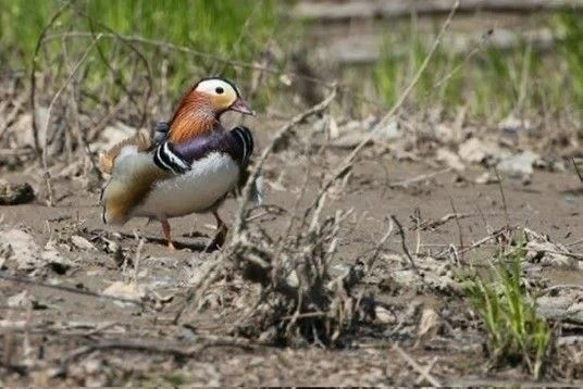 🦆 Утро - и сразу позитив: в Приамурье стало больше уток-мандаринок

В Амурских заказниках специалис