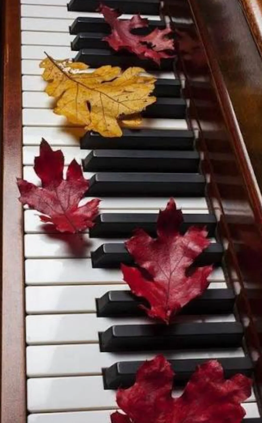 ✨ Первые аккорды осени: встречаем новый учебный год! 🍁🎵