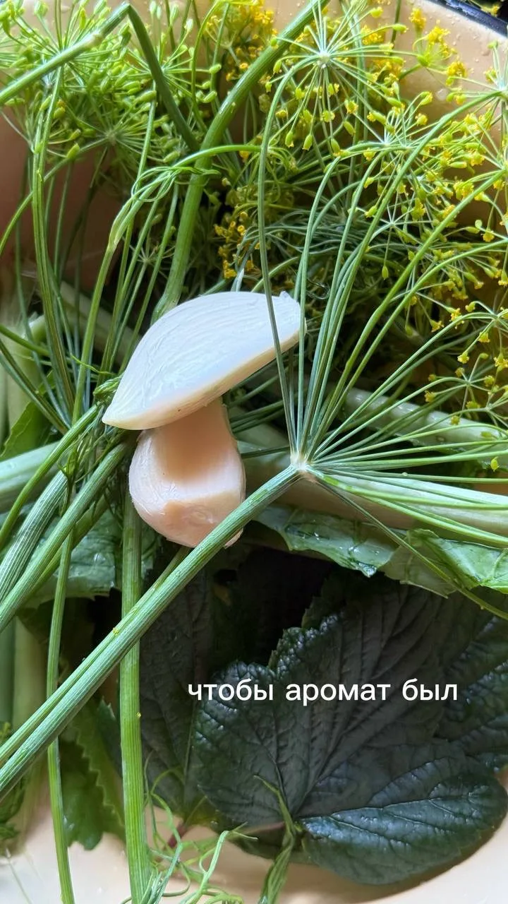 Изображение 4 к публикации «САДОВОД ИЗ МЕГАПОЛИСА»
