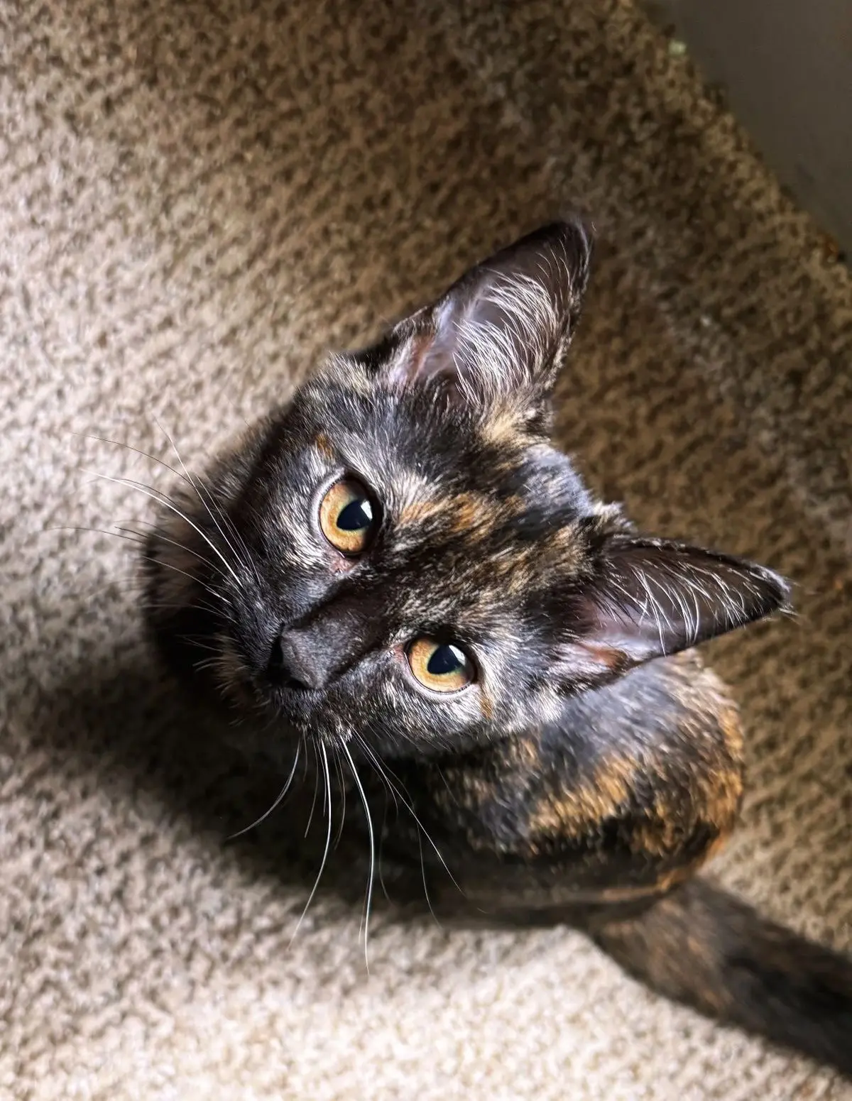 #КотикПодписчика 🥰