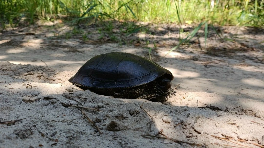 🐢 Болотные черепахи осваивают Марий Эл