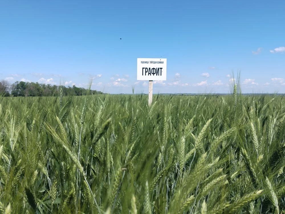 ГРАФИТ – новый высокопродуктивный сорт озимой твердой пшеницы 

В 2026 году в Государственный реестр