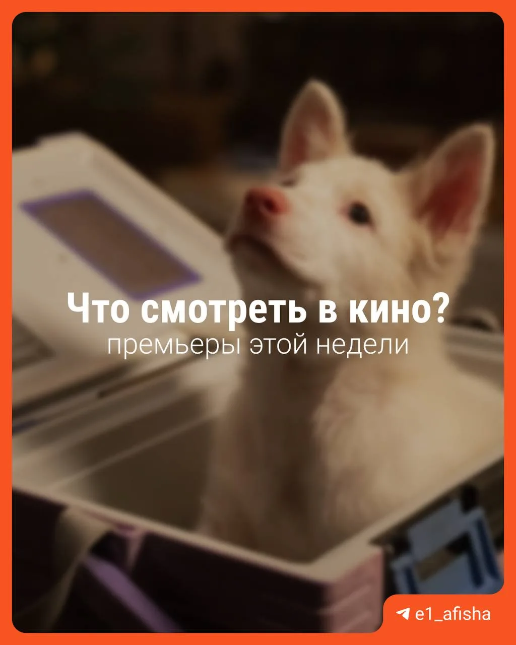 🍿 Что нового в кино?