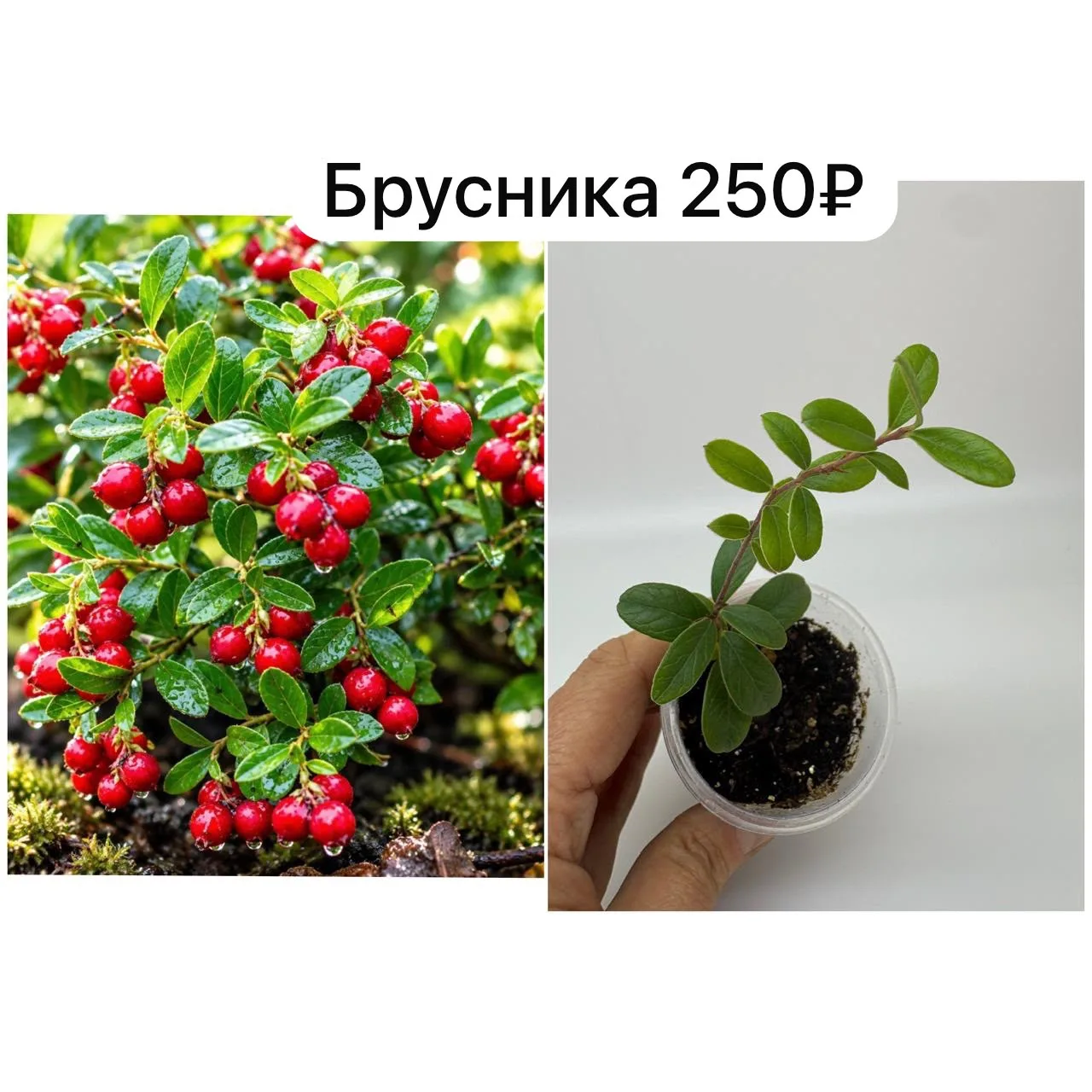 Продаю бруснику 🌿
