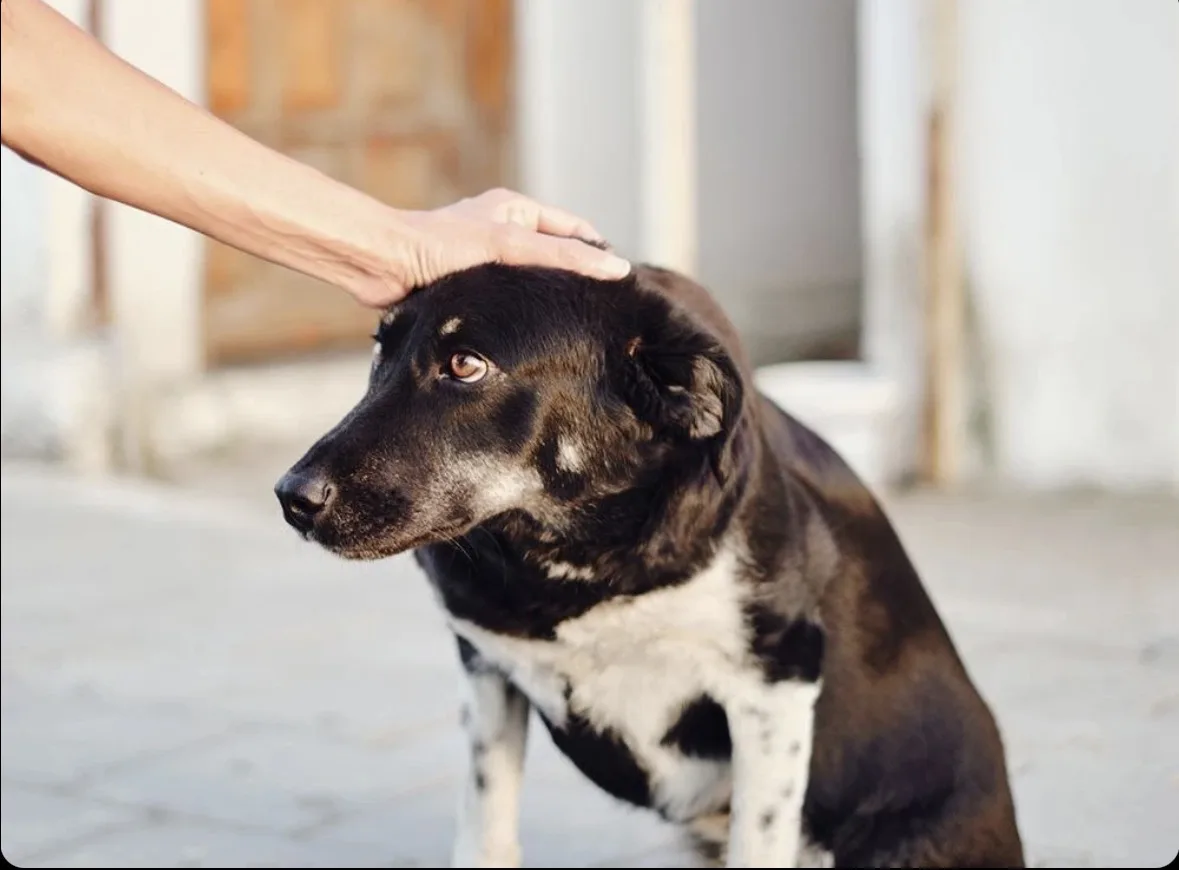 🐶 Общение с собаками — польза для настроения и здоровья