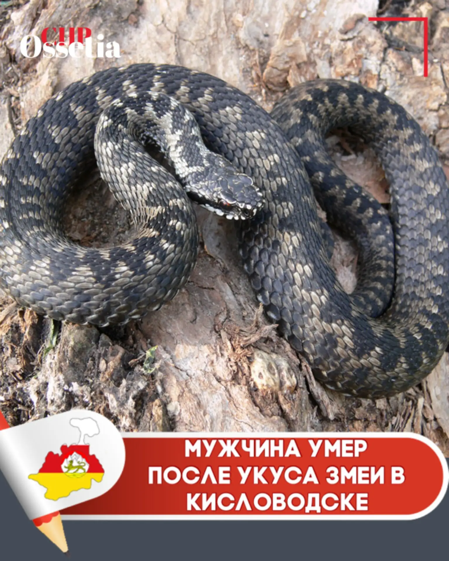 😨 Мужчина умер после укуса змеи в Кисловодске  Предположительно, это была гадюка. Траг...