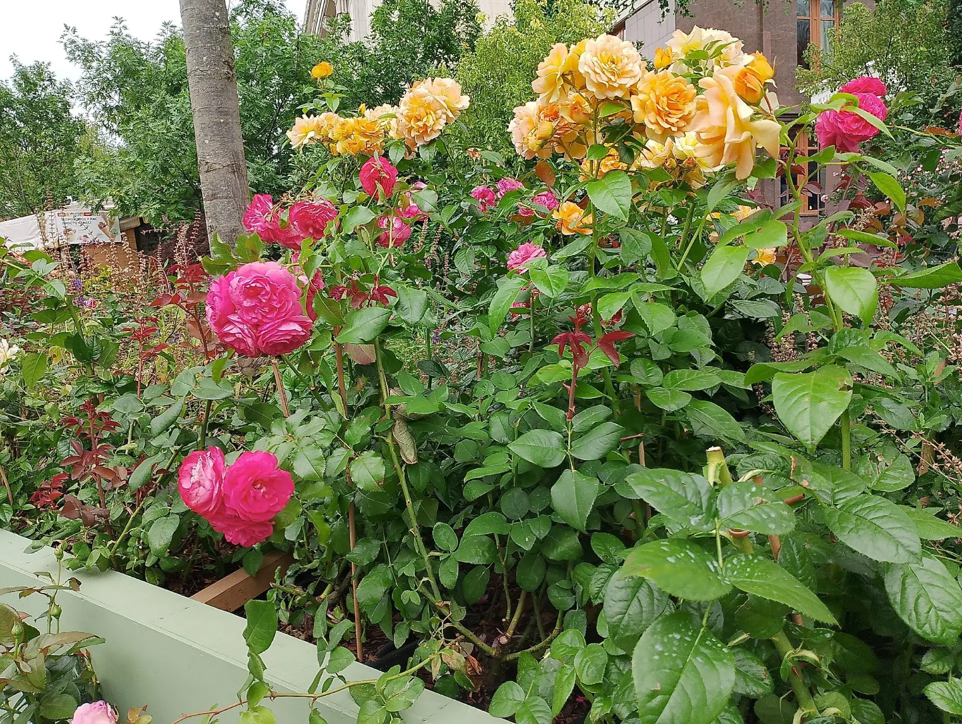 Краски лета 🌺🌼🌸