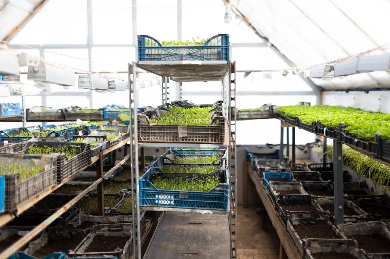 Готовимся к весенней высадке цветов на городские клумбы.   🌱В теплицах «Зеленстроя» работа идёт полн