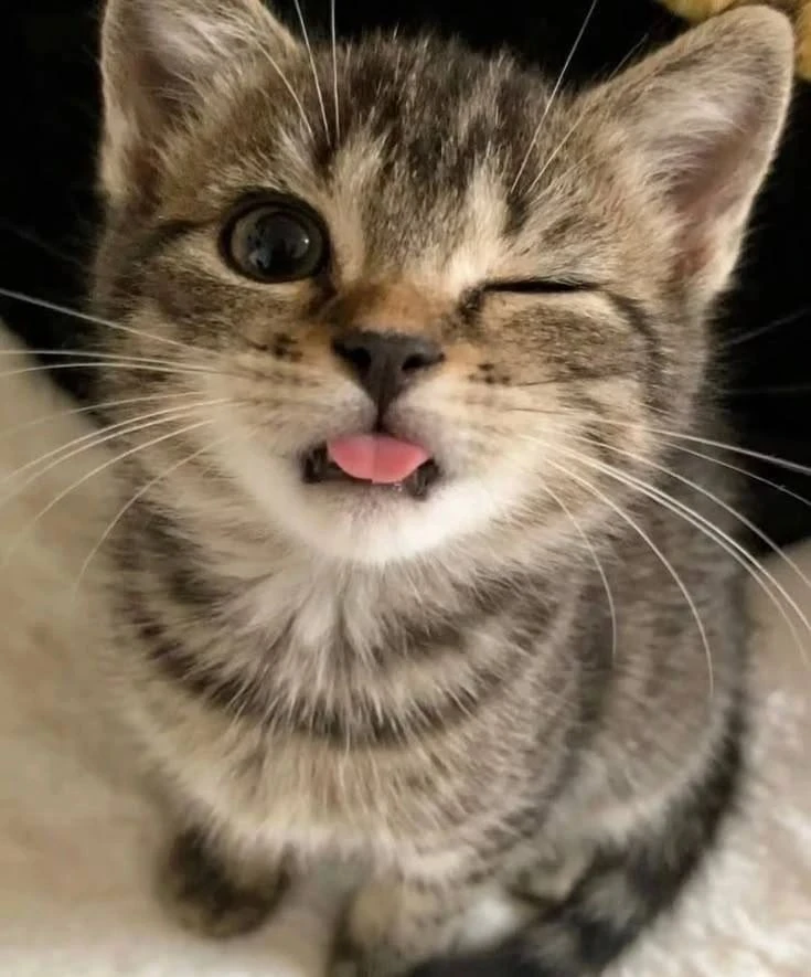🐾 «Лапа на коленях» — уютный уголок для всех, кто любит животных