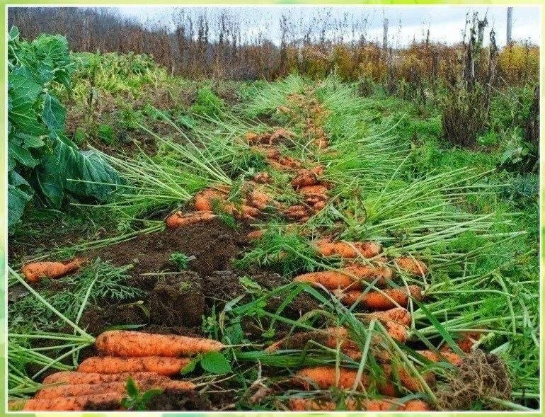Морковныe сeкреты 🥕
 
Чтобы нe привлечь морковнyю мyху при прореживании моркови, возьмите взять 1 в
